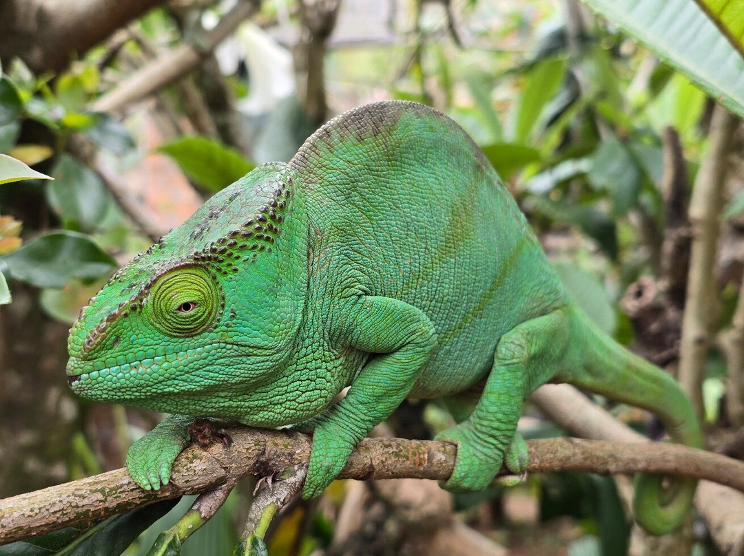 GMT+3 Great Madagascar Tours - Day Tours-安塔那那利佛必去景点