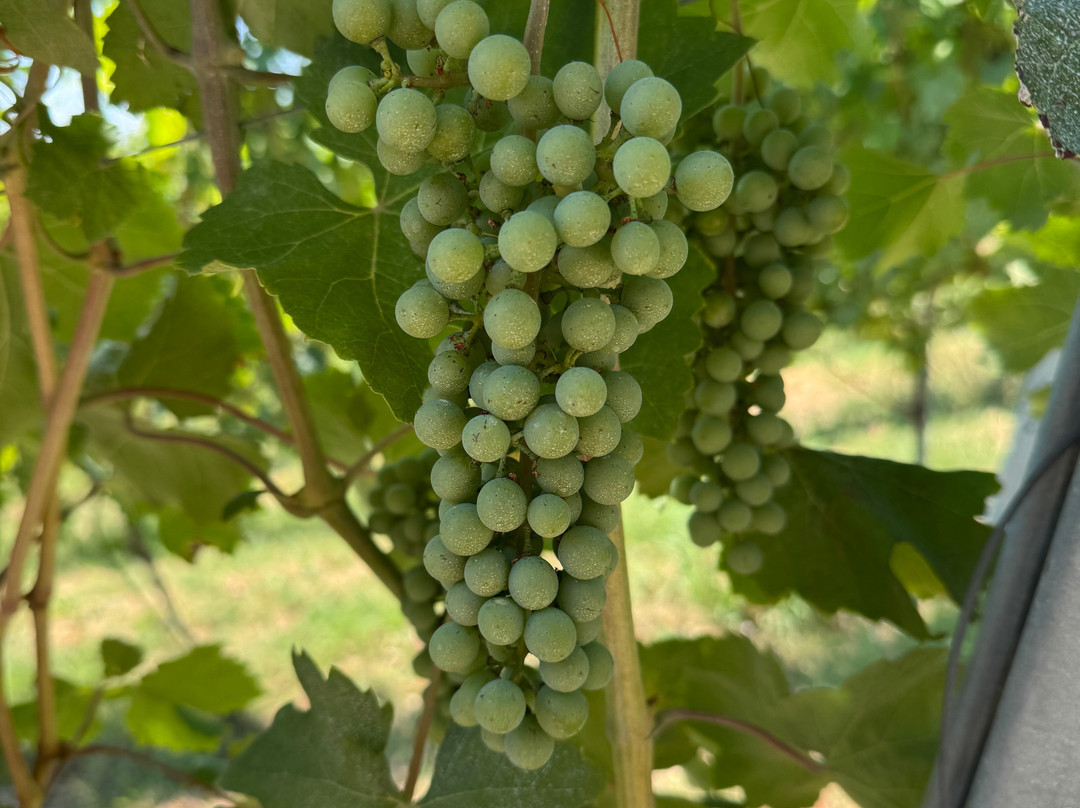 Sassaia Winery-Capriata d'Orba必去景点