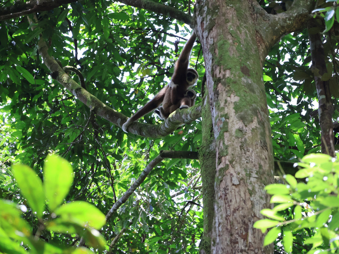 Sumatra Orangutan Explore-武吉拉旺必去景点