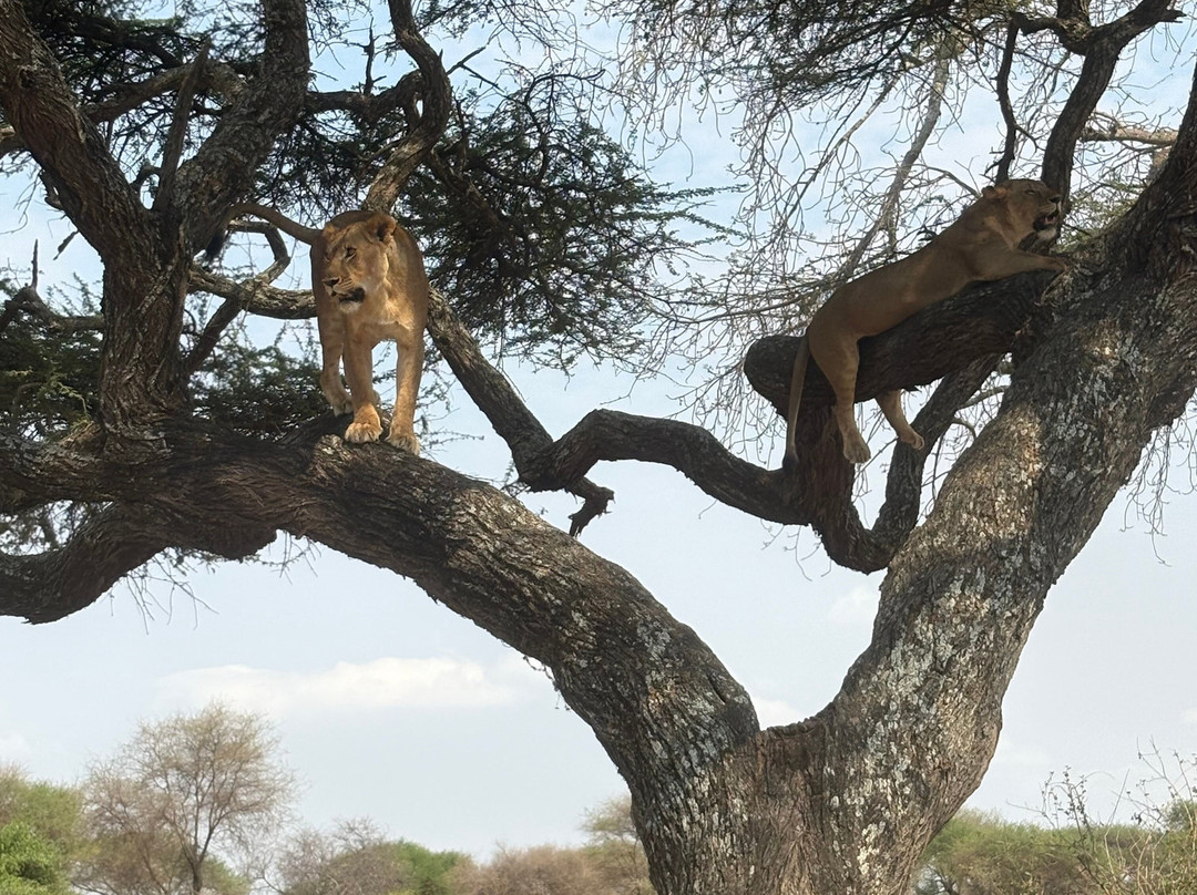 PK Adventure-乞力马扎罗山国家公园必去景点