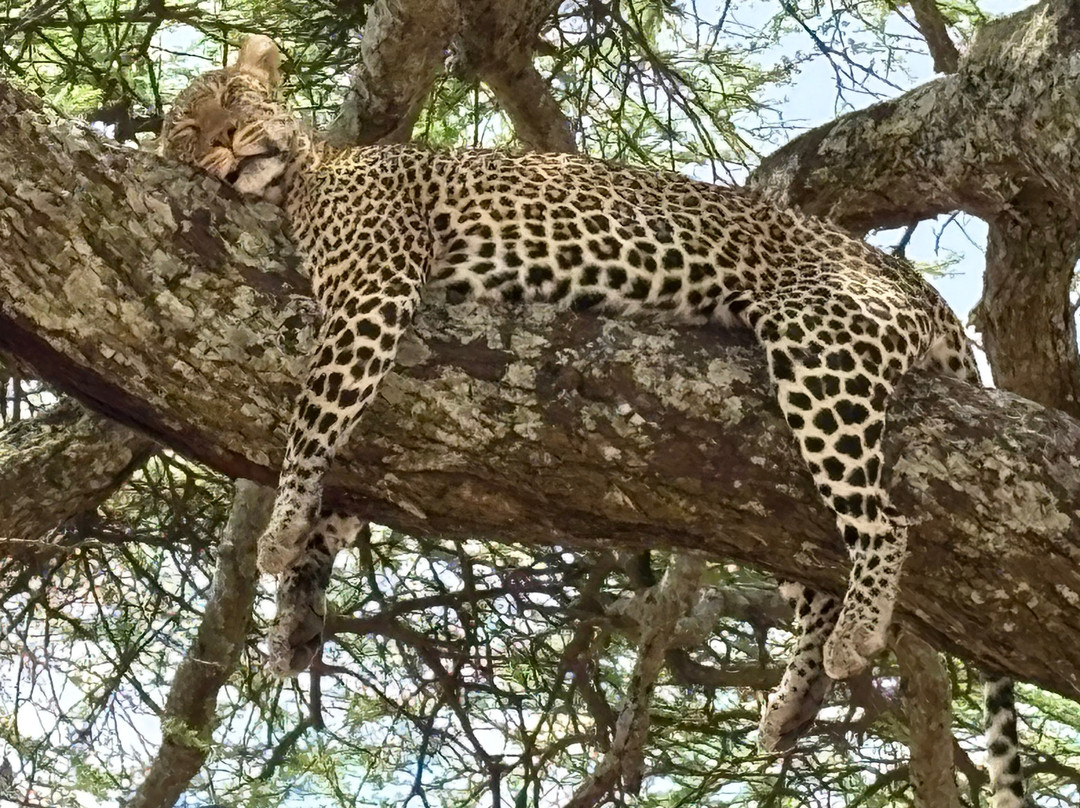 易捷旅游-一日游-阿鲁沙必去景点