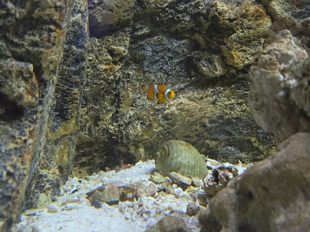 Ocean Aquarium-普它肋斯必去景点