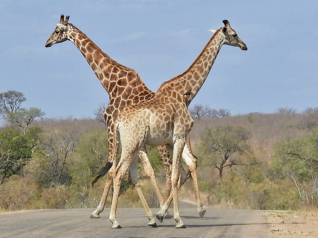 Wild Wings Safaris-克鲁格国家公园必去景点