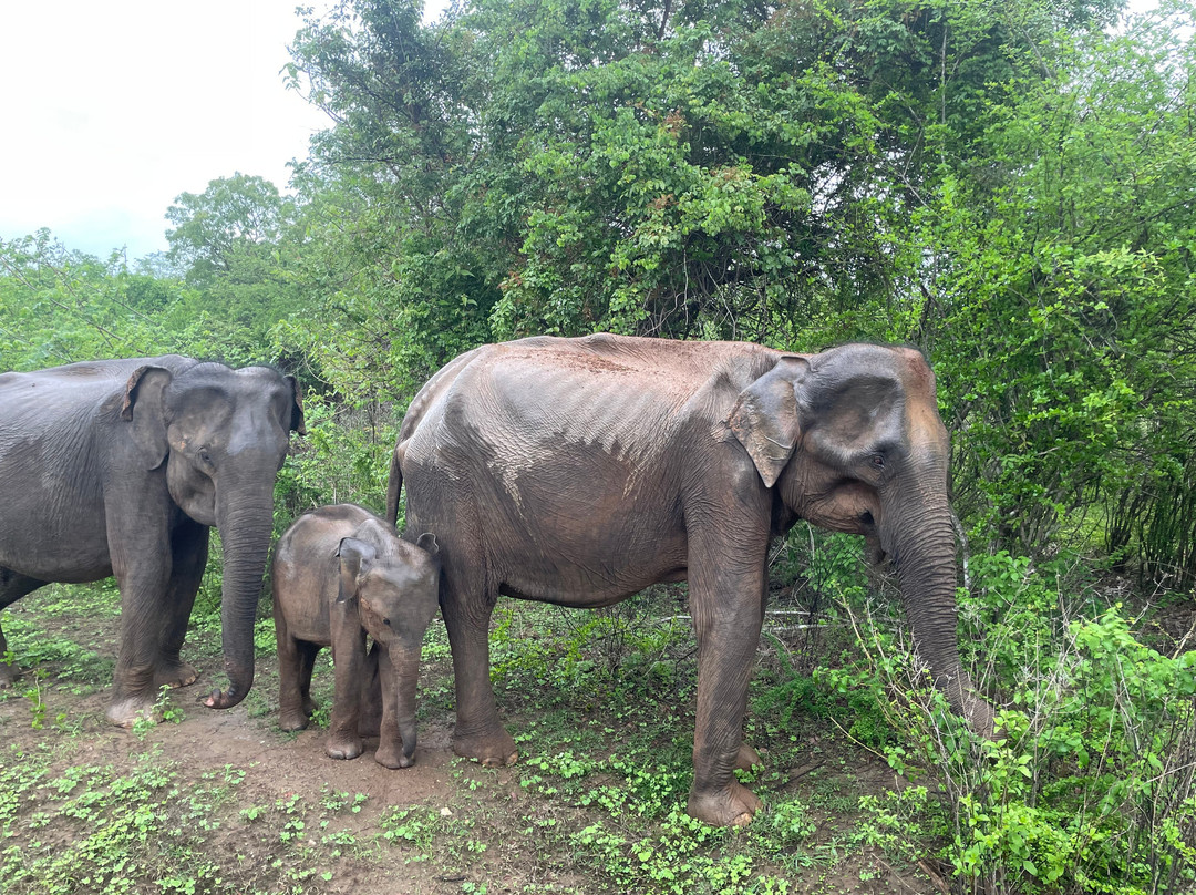 Mahoora Tented Safari Camp Udawalawe主图