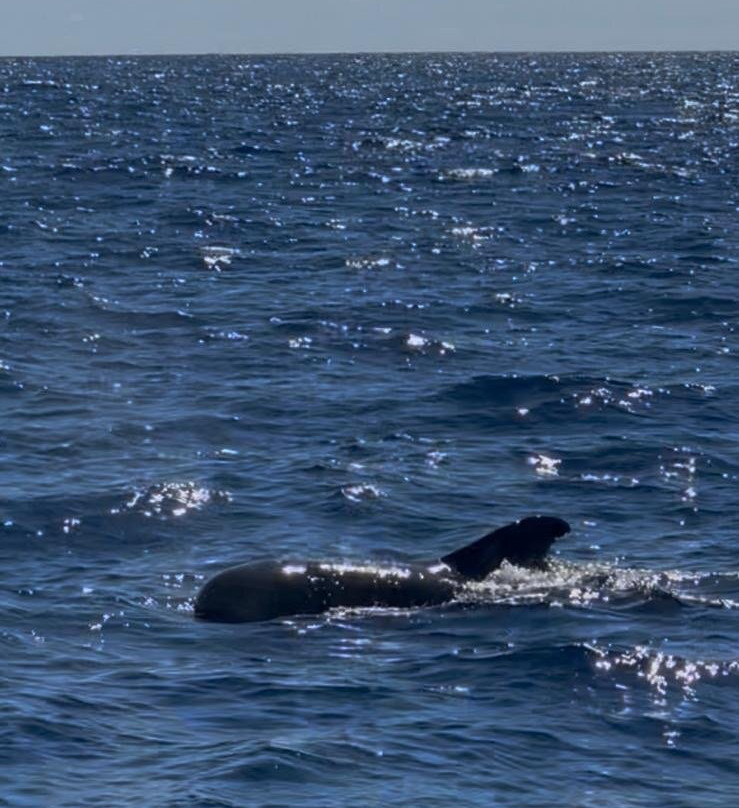 Whale Wise Eco Tours-阿坎提拉德洛斯基必去景点