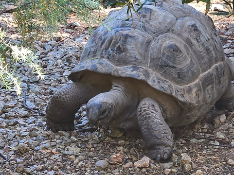 Le Village des Tortues - Tortupôle France-Carnoules必去景点