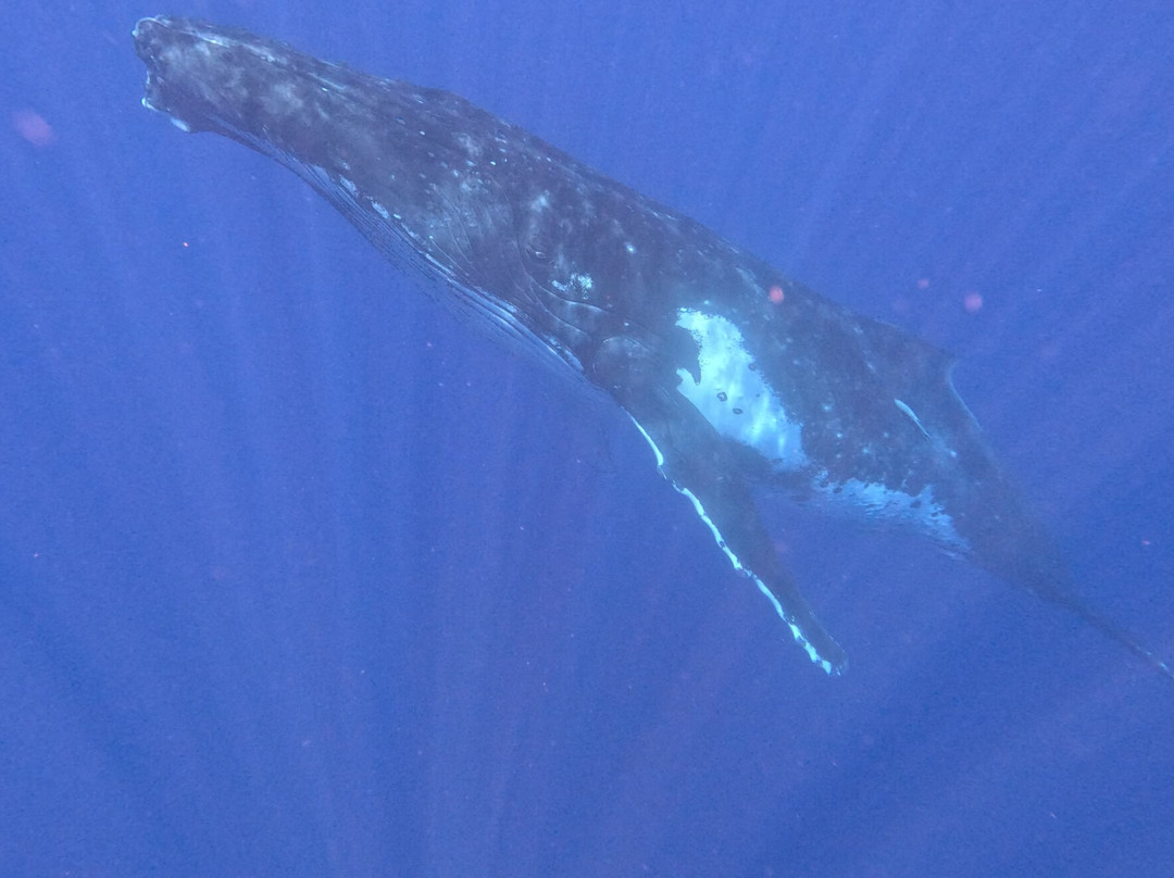 Koa Boat Tour-Tiahura必去景点