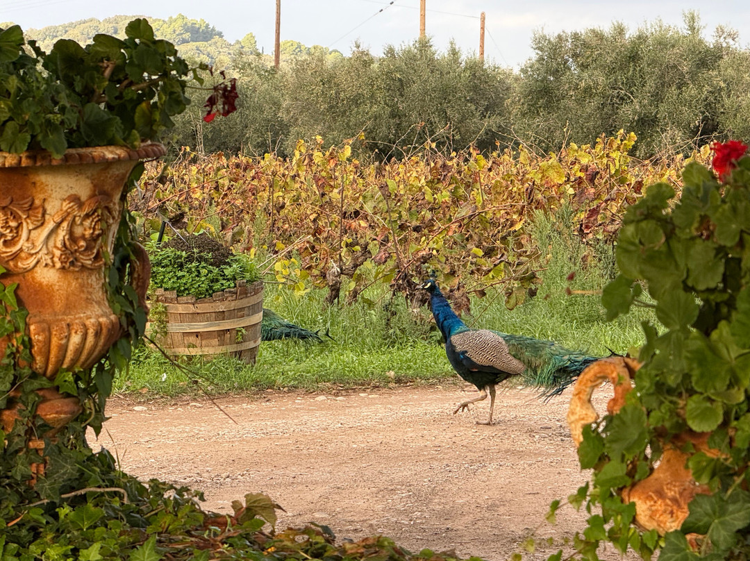 Mercouri Estate-Pyrgos必去景点