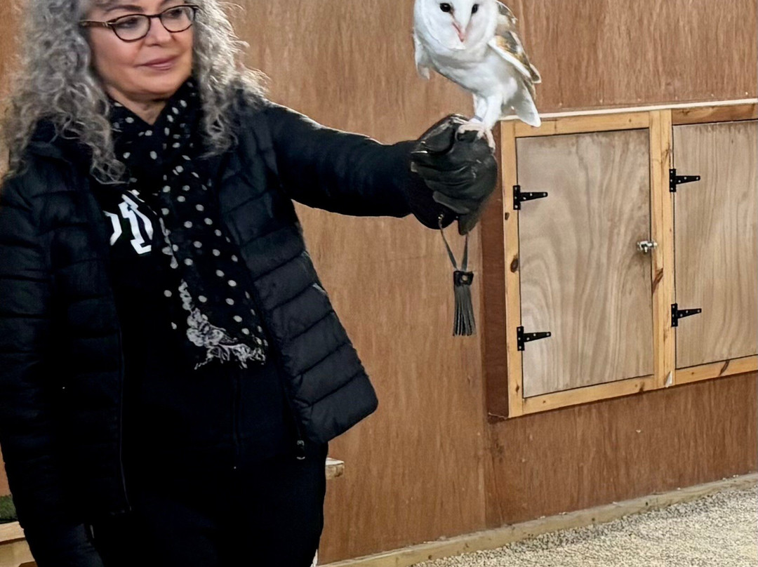 The Bird Of Prey Project-巴斯必去景点