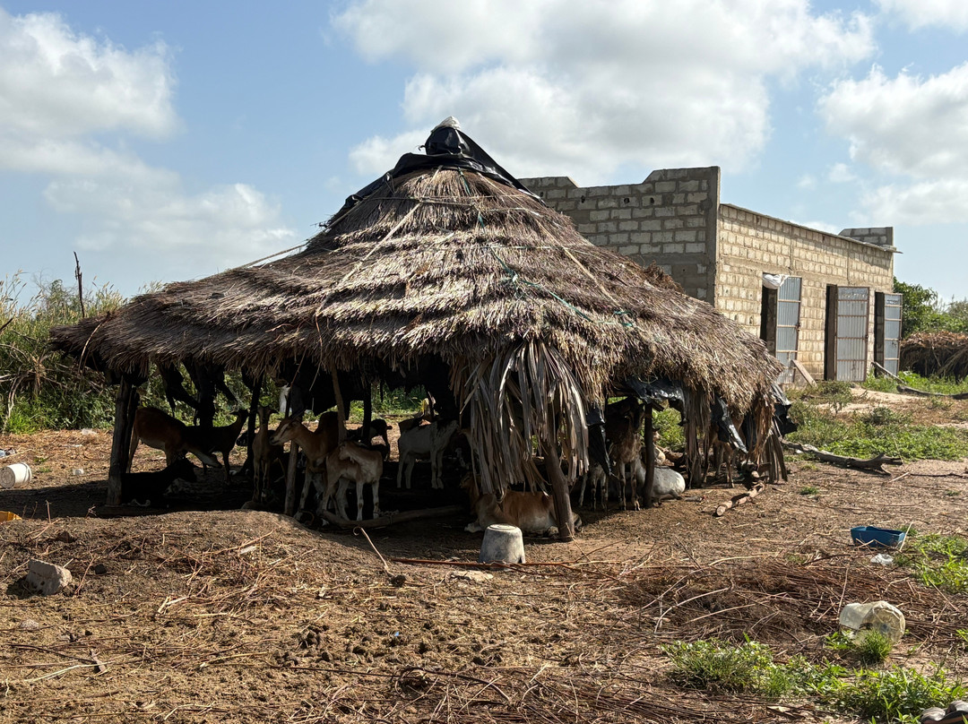 Bacary Tour-Nianing必去景点