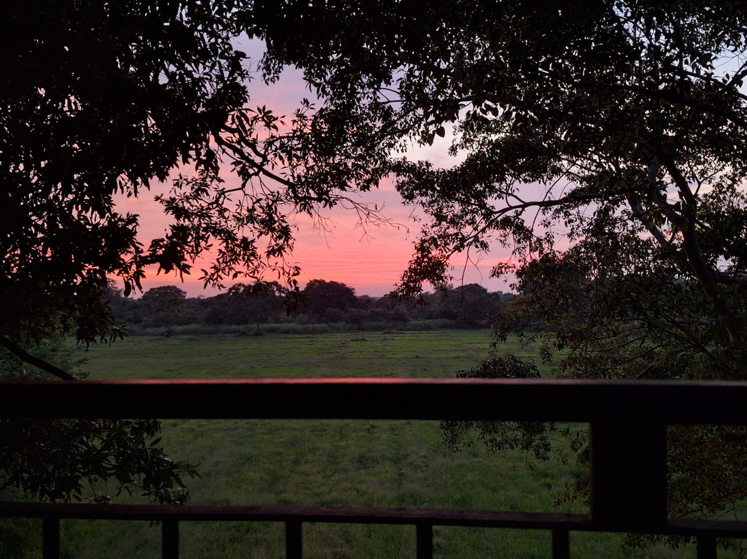 Wilpattu Tree House Hotel主图