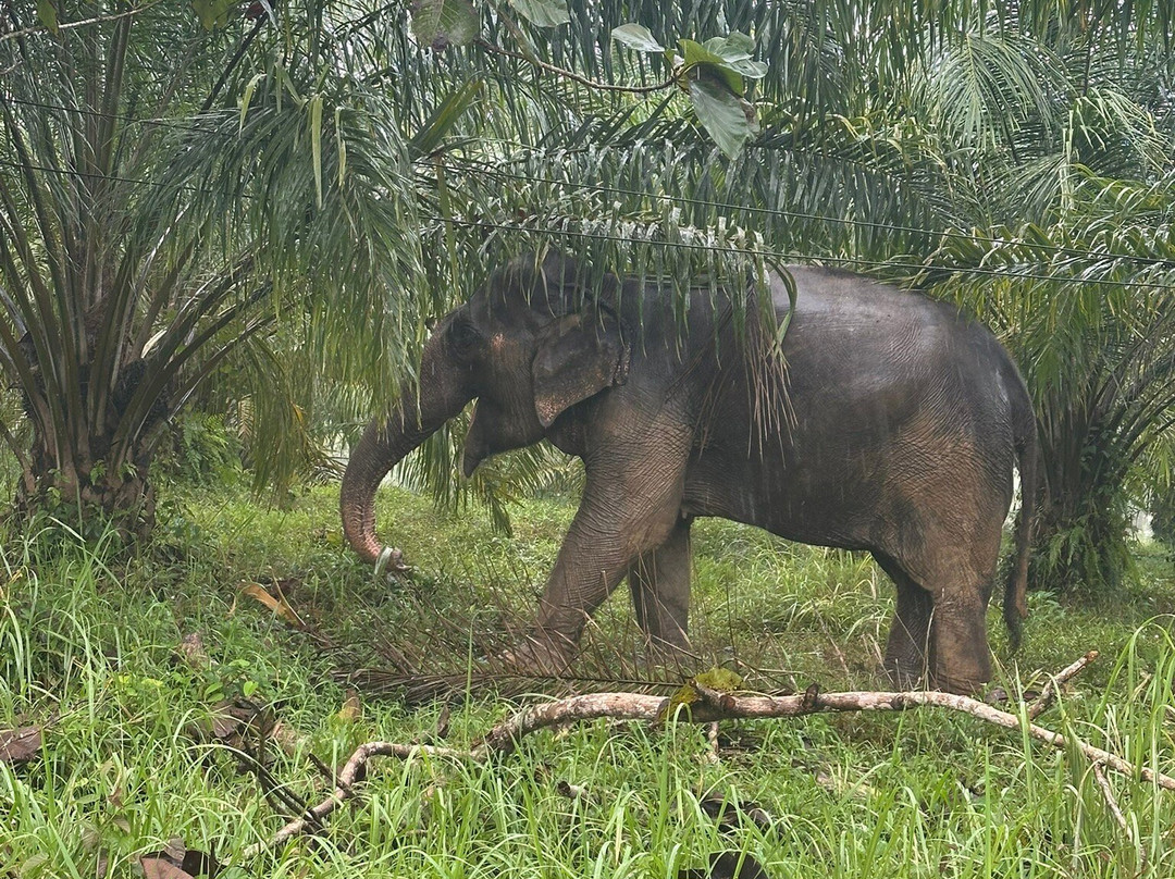 Following Giants - Krabi-Khlong Hin必去景点