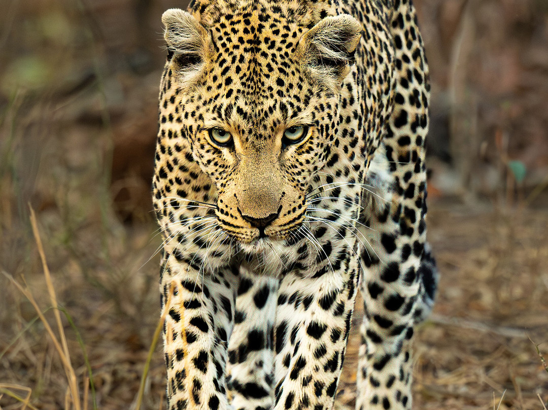 Rhulani Safaris-霍德斯普鲁特必去景点