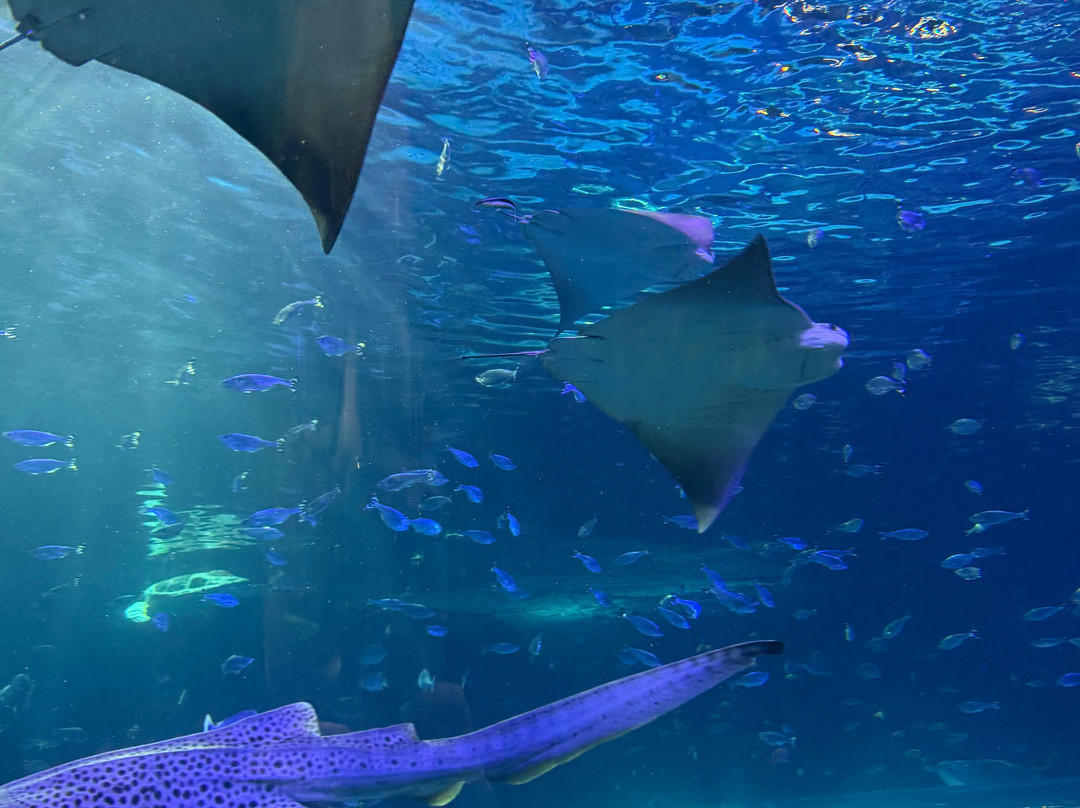 Aquarium At The Boardwalk-布兰森必去景点
