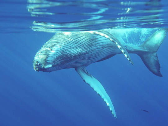 Tropical Guides & Outfitters-毛伊岛必去景点