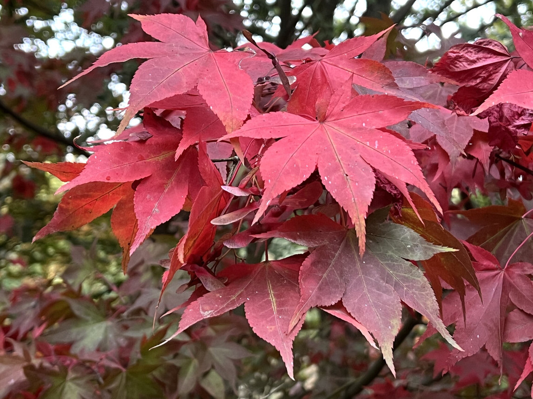 Dingle Nursery And Garden-Welshpool必去景点