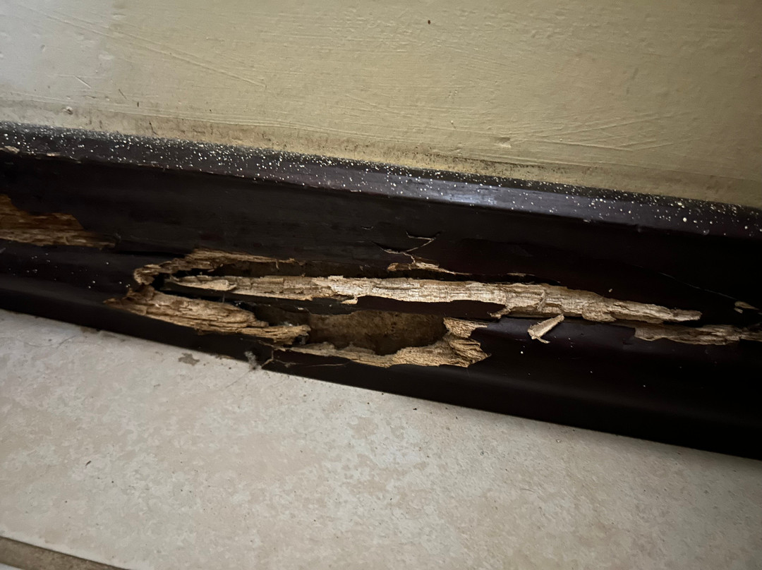 Condovac la Costa主图