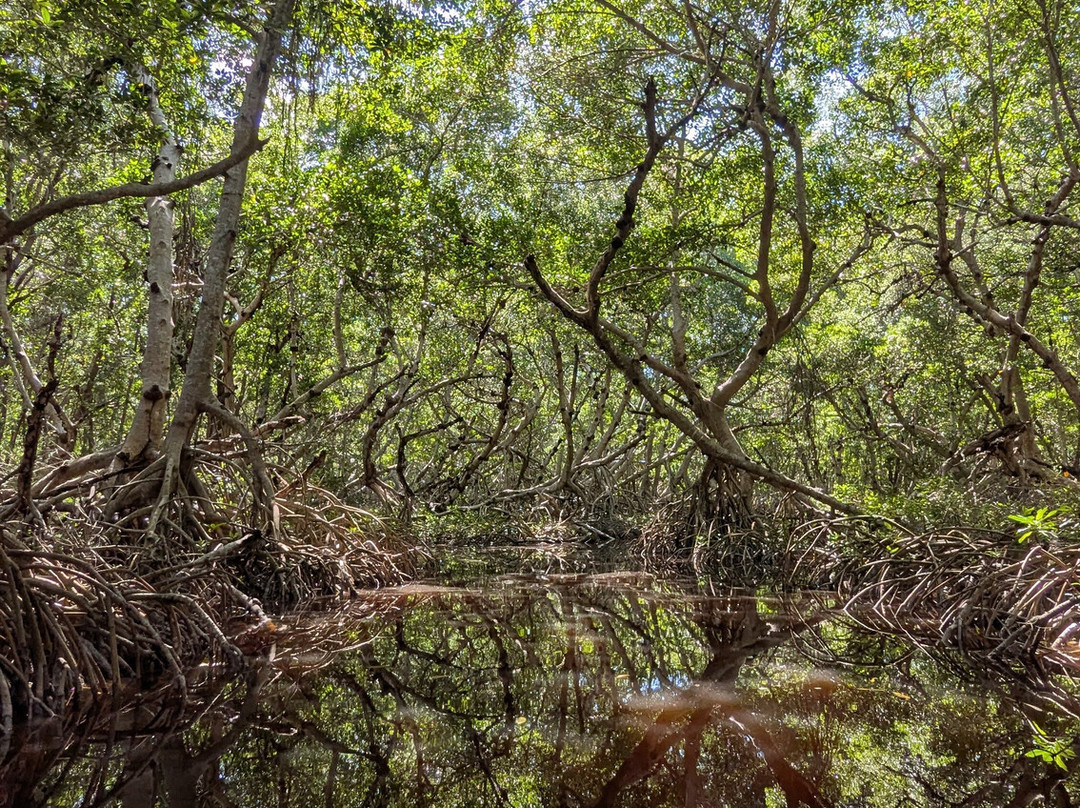 Guardianes De Los Manglares De Dzinintún-塞莱斯顿必去景点