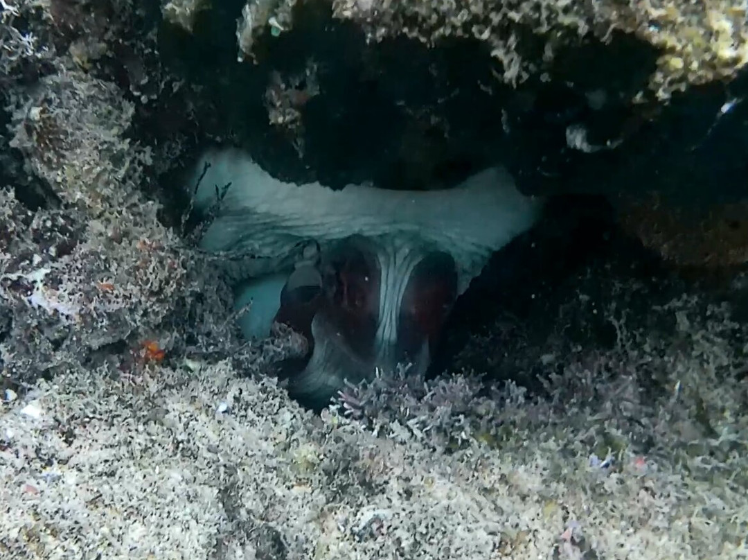 Reef Tour Mafia Island-Utende必去景点