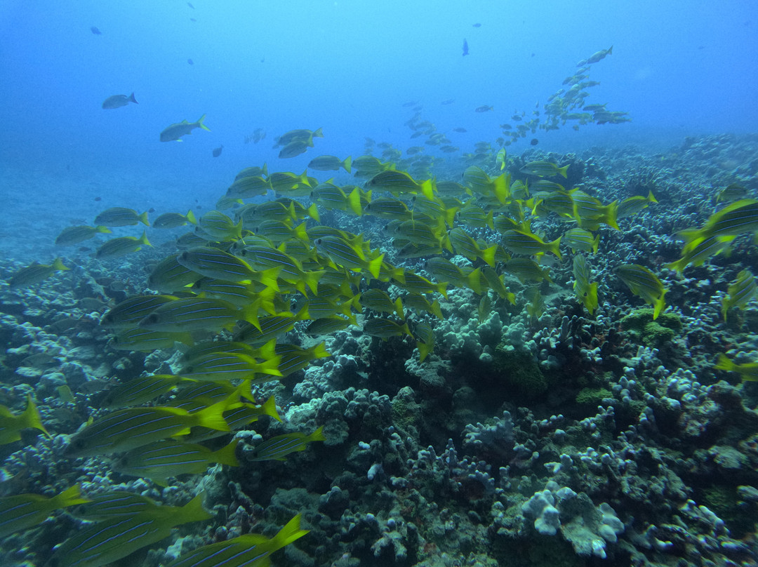 Maui Dive Shop-怀露库必去景点