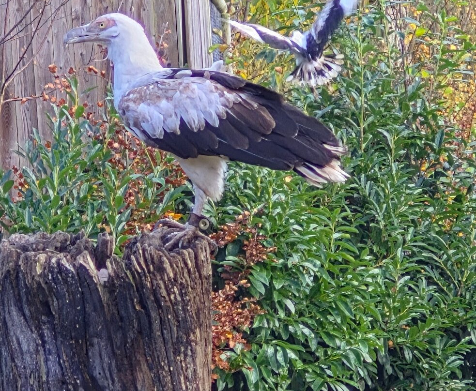 Cotswold Falconry Centre-莫顿因马什必去景点