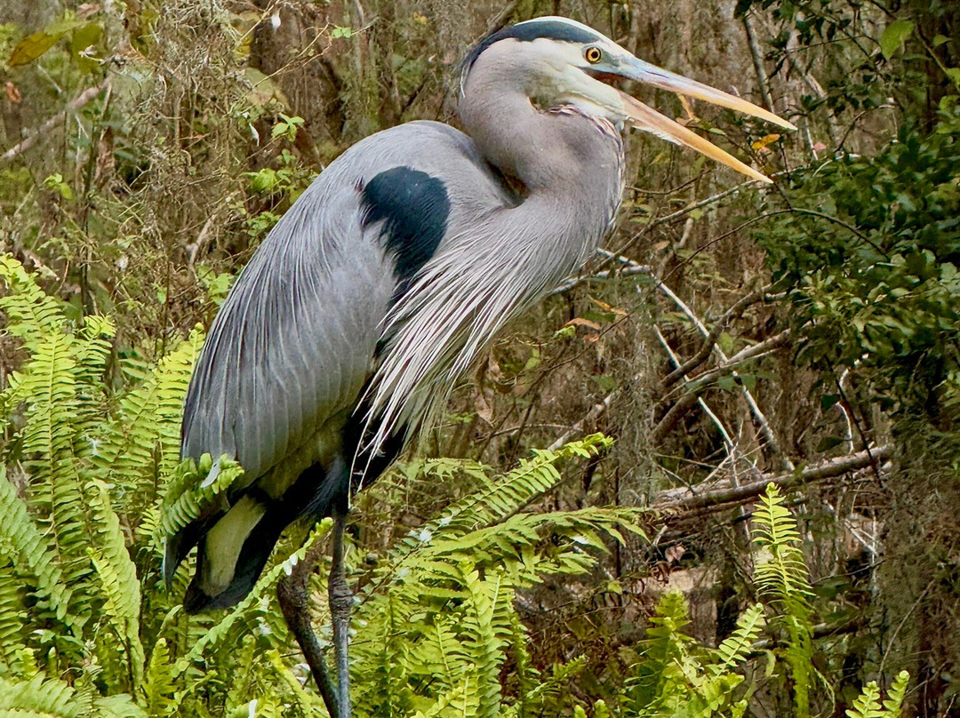 Mount Dora Boating Center & Marina-Mount Dora必去景点