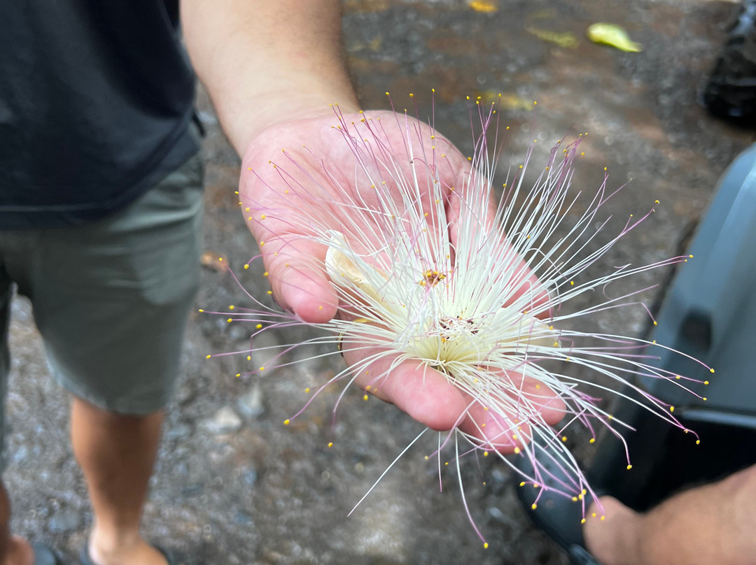 莫雷阿岛ATV之旅-莫雷阿岛必去景点