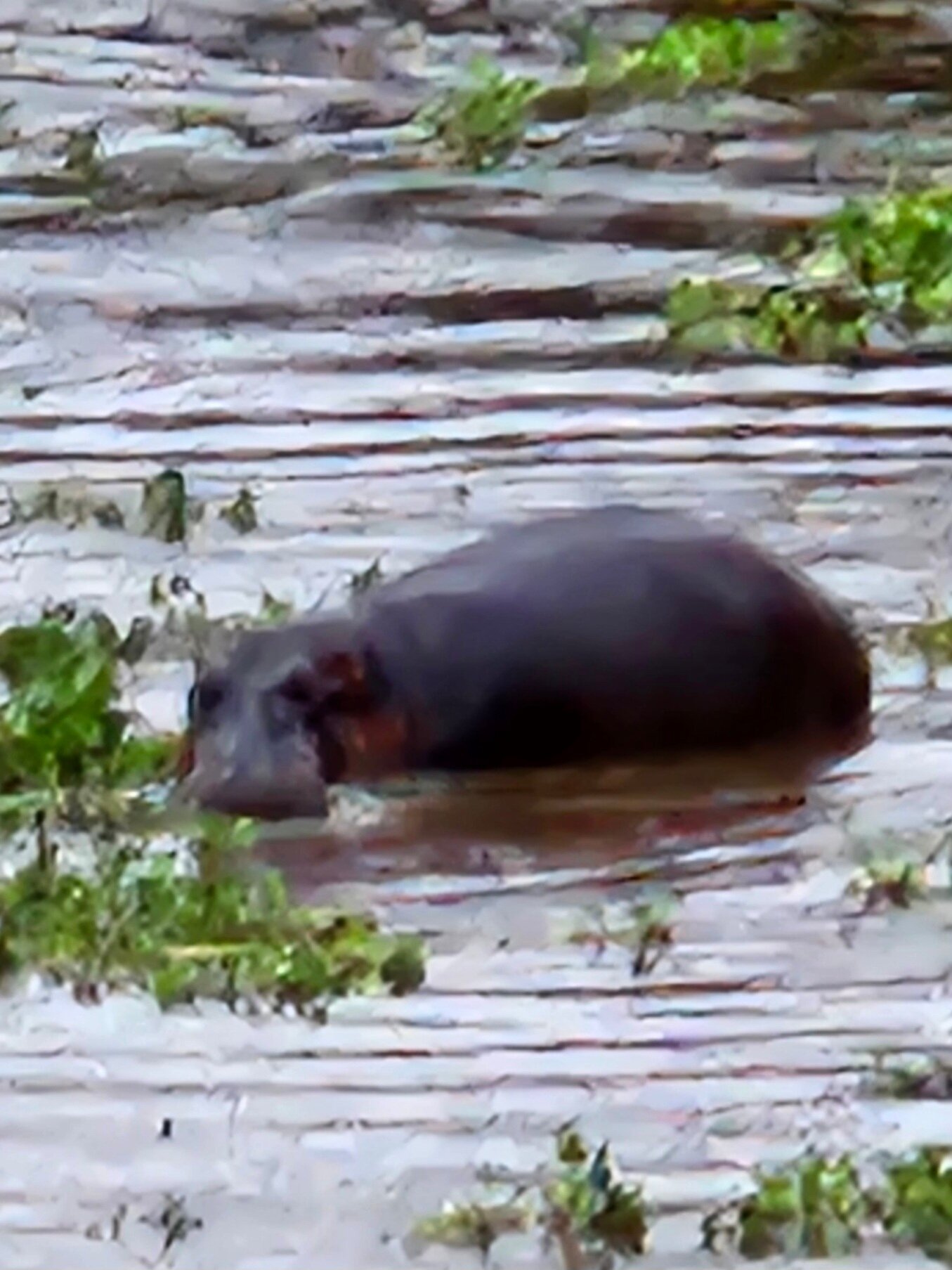 River House Lodge-官方