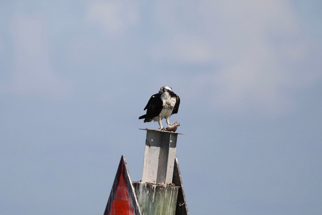 Rockport Birding and Kayak Adventures-罗克波特必去景点
