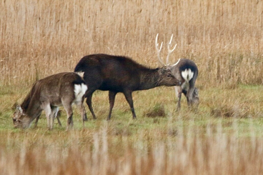 Birds Of Poole Harbour Events-普尔必去景点