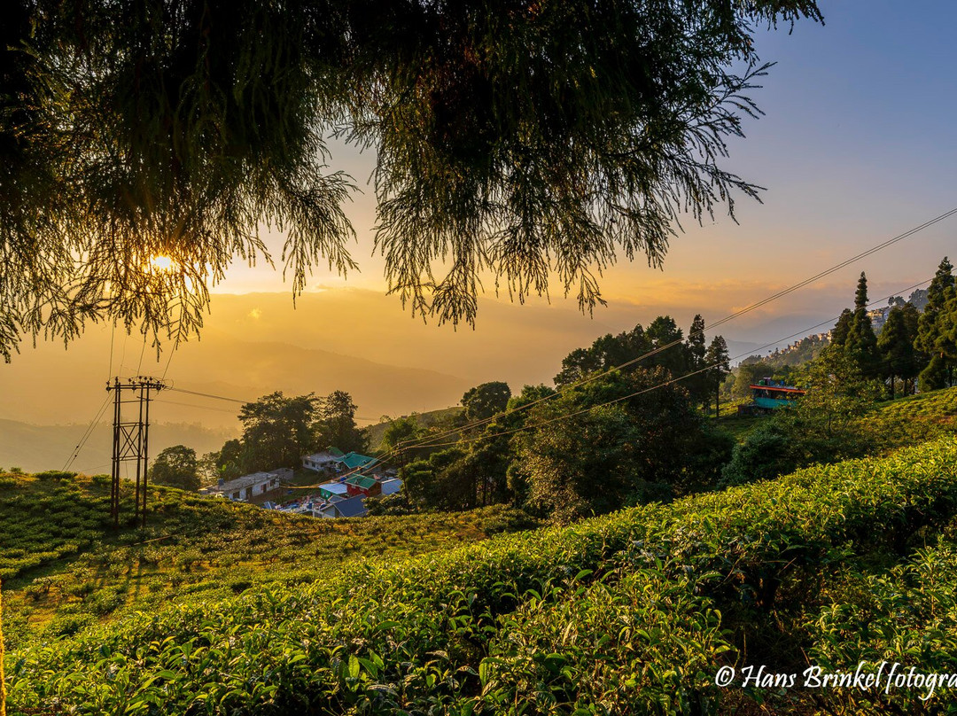 Tea Garden View-大吉岭必去景点