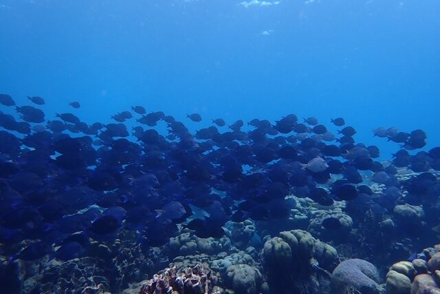 Fins & Feet Nature Tours-阿鲁巴岛必去景点