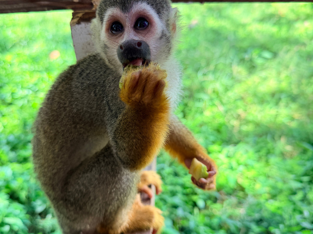 Monkey Home Puerto Plata-普拉塔港必去景点