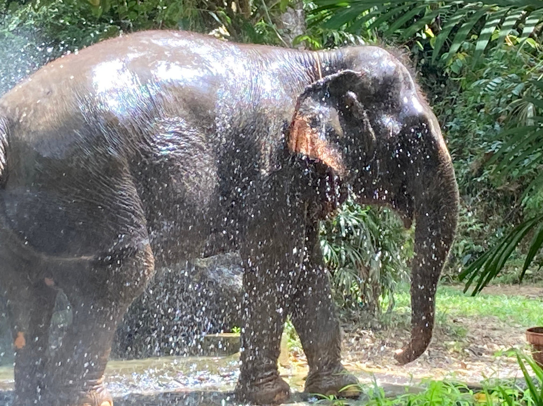 Phang Nga Elephant Park-攀牙必去景点