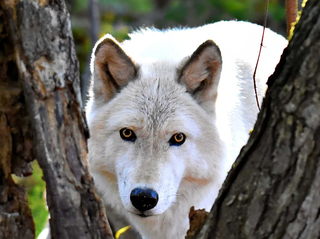Lakota Wolf Preserve-Columbia必去景点
