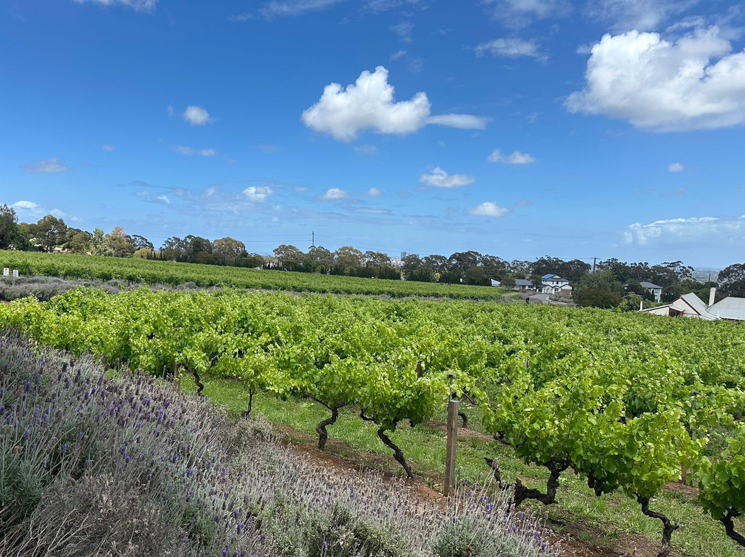 Penfolds Magill Estate Cellar Door-Magill必去景点