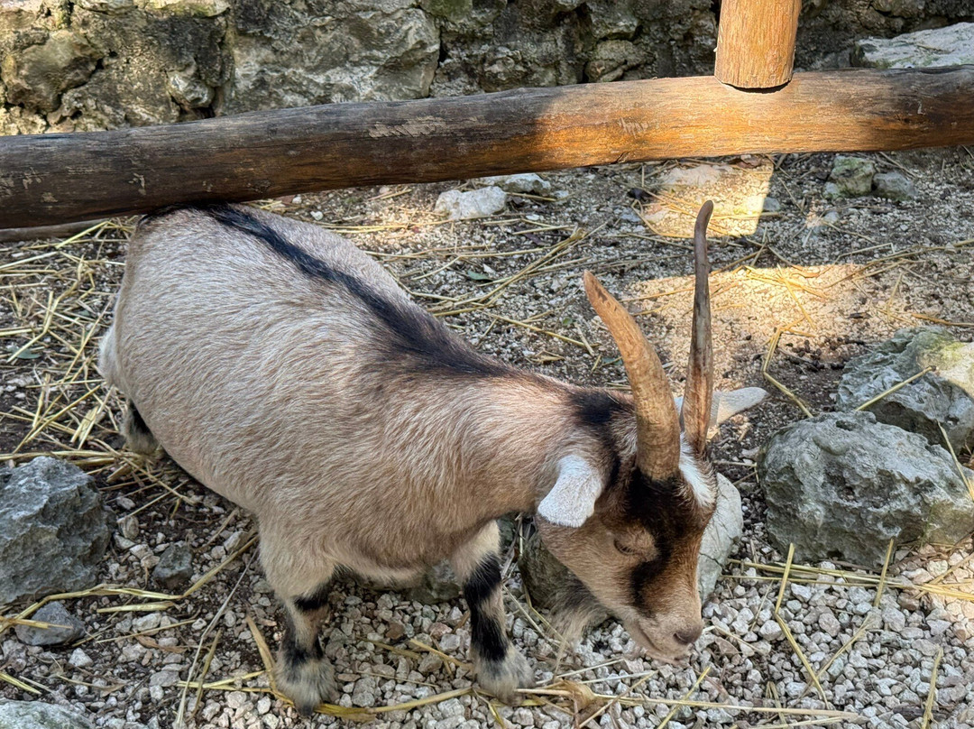 Akumal Monkey Sanctuary & Rescued Animals-艾库玛尔必去景点