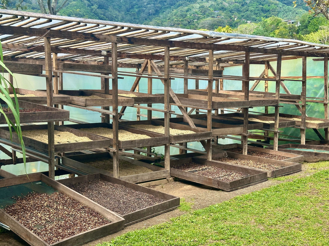 El Toledo Coffee Tour-Atenas必去景点