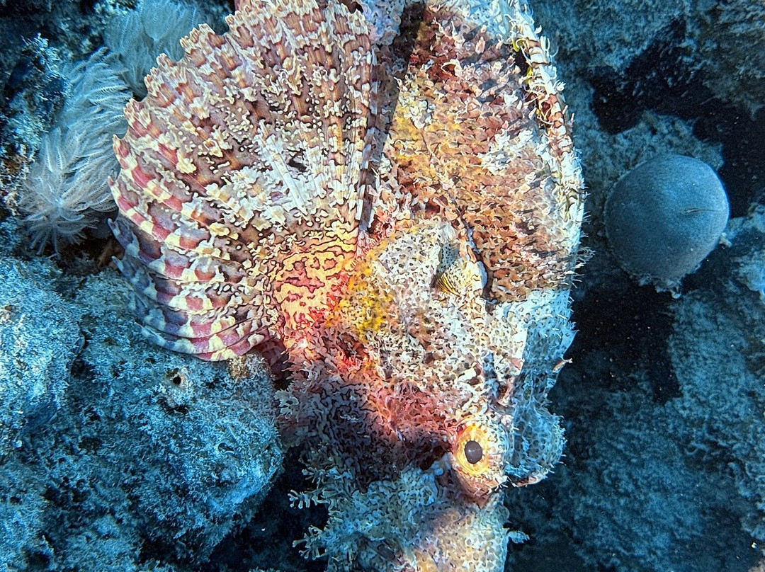 Extra Divers Worldwide El Quseir-艾尔可西利亚必去景点