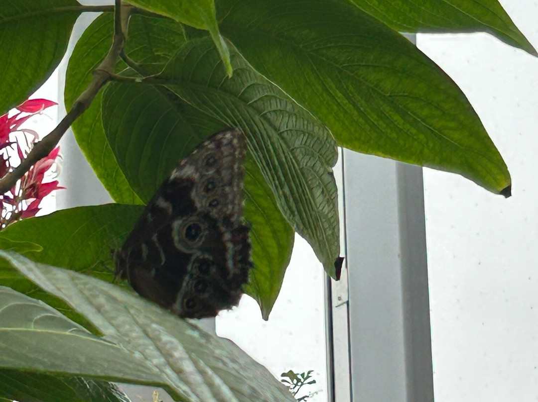 The Leaf-温尼伯必去景点