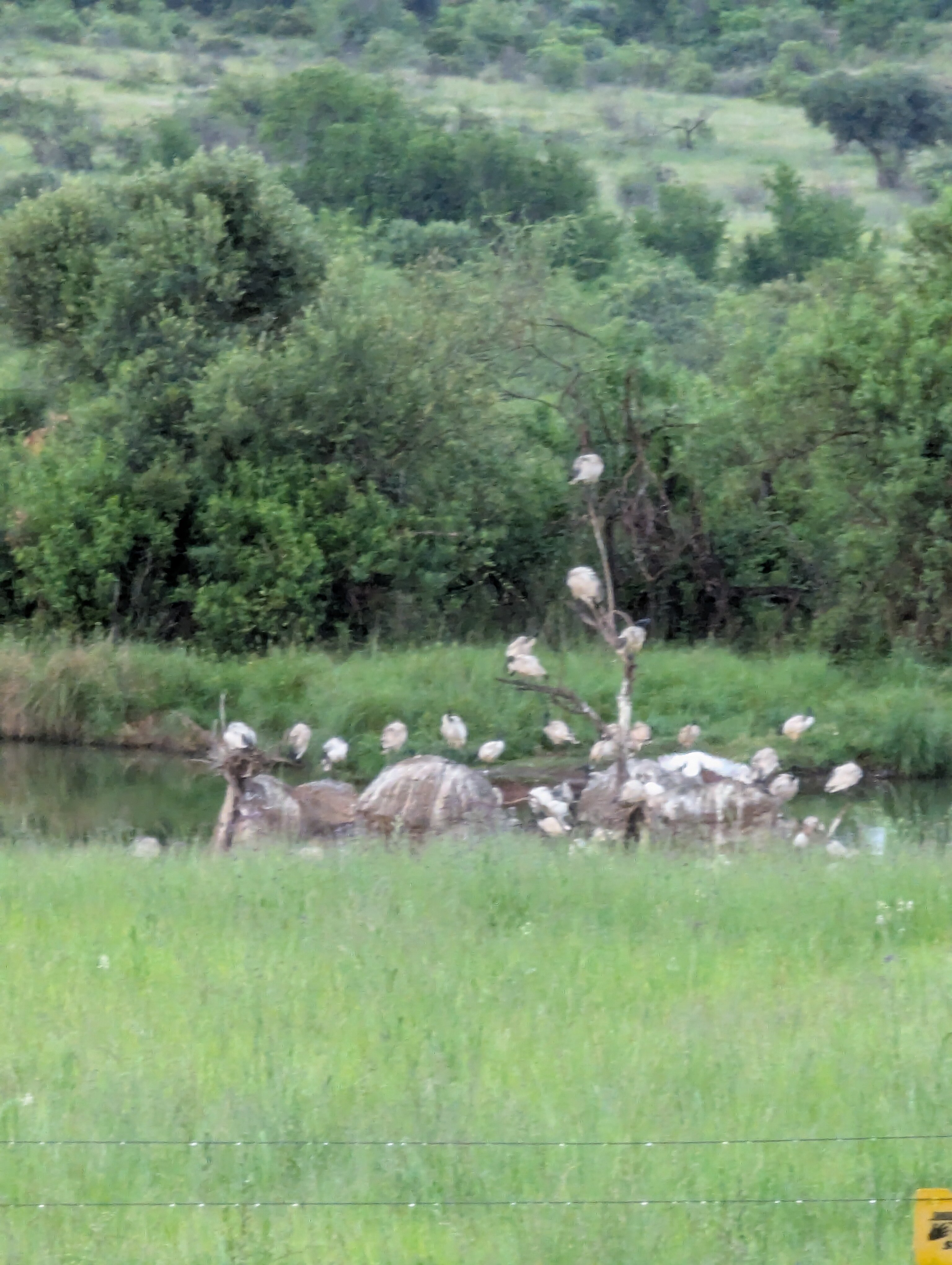 巴库蓬布什旅馆-官方
