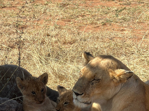 Maleki Tours&Safaris-内罗毕必去景点
