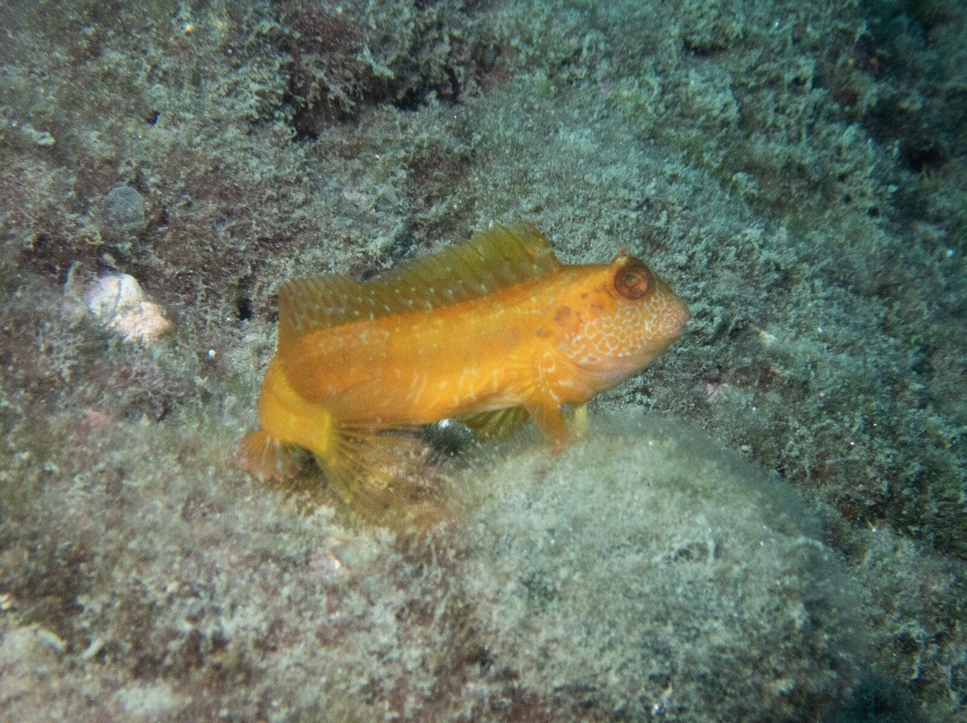 Black Frog Divers-托罗克斯必去景点