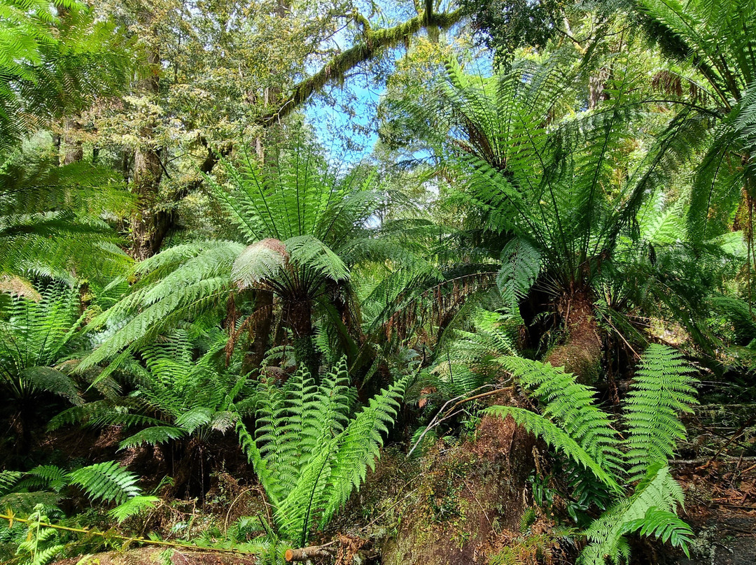 梅茨雷斯特热带雨林-阿波罗湾必去景点
