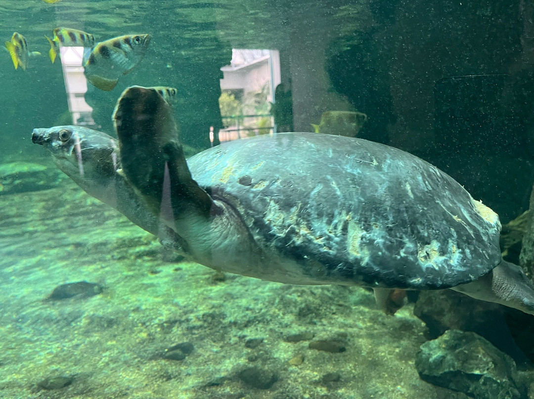名古屋港水族馆-名古屋市必去景点