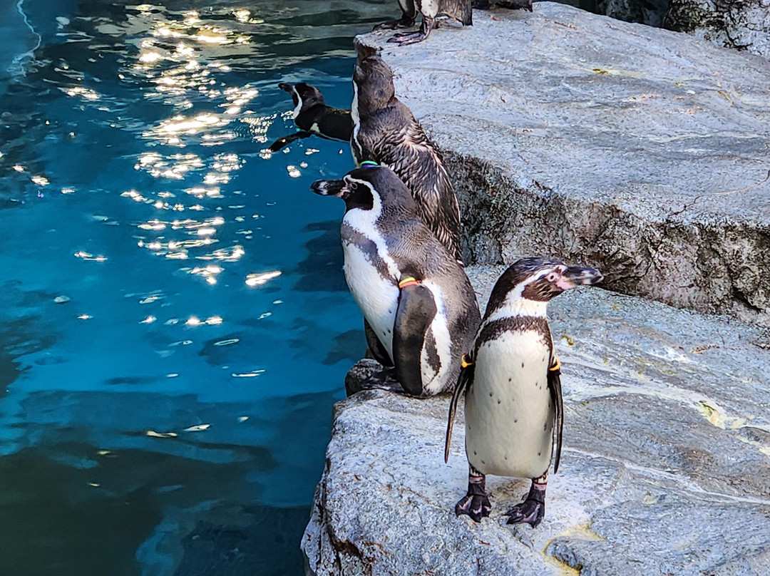 长崎企鹅水族馆-长崎市必去景点