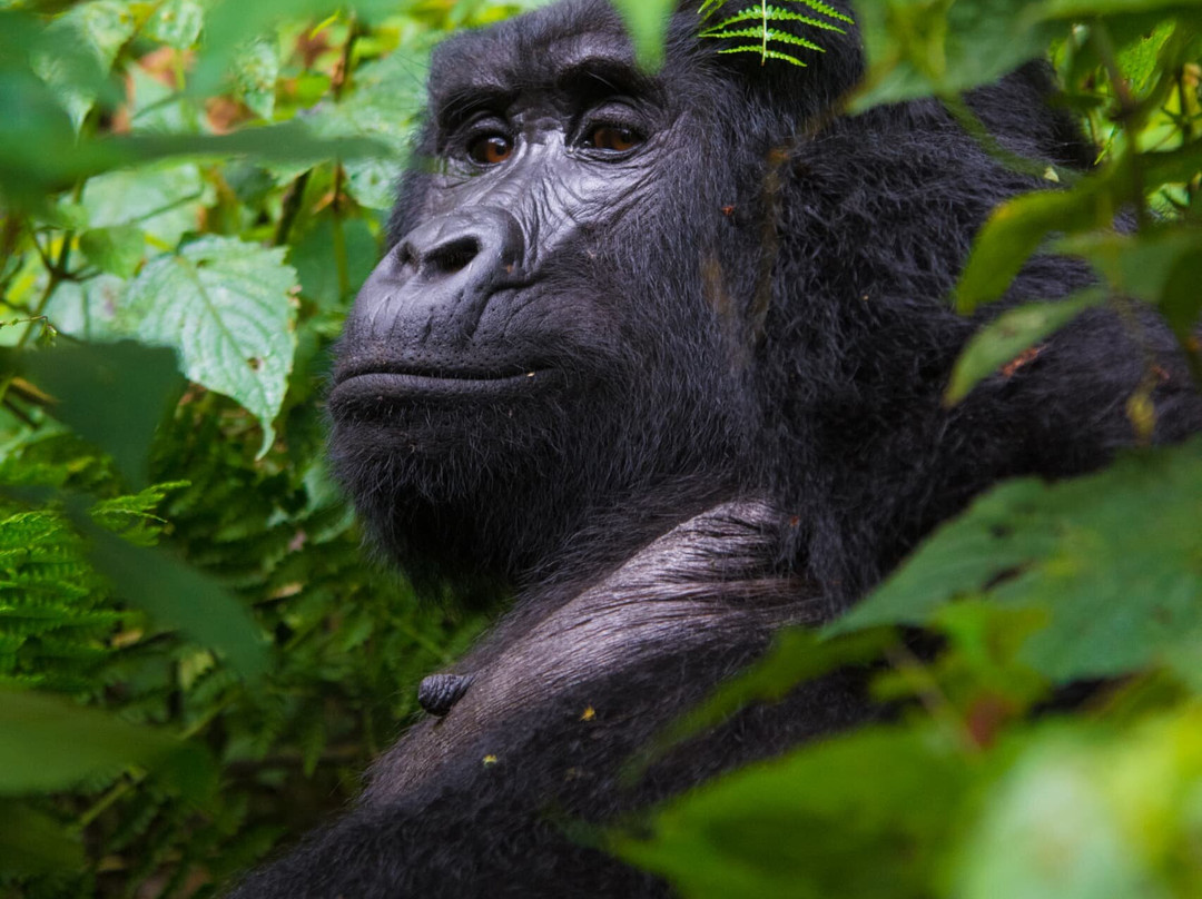Queen Elizabeth National Park-Kasese必去景点