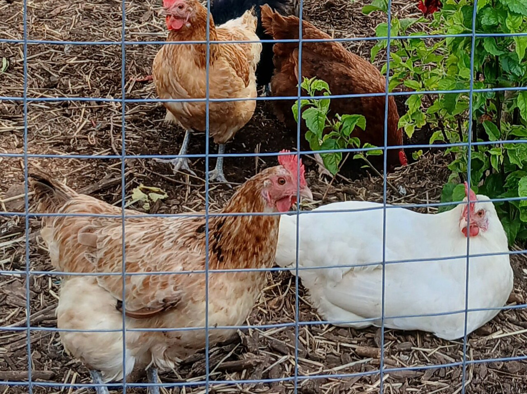 Emerald Ridge Bed & Breakfast主图