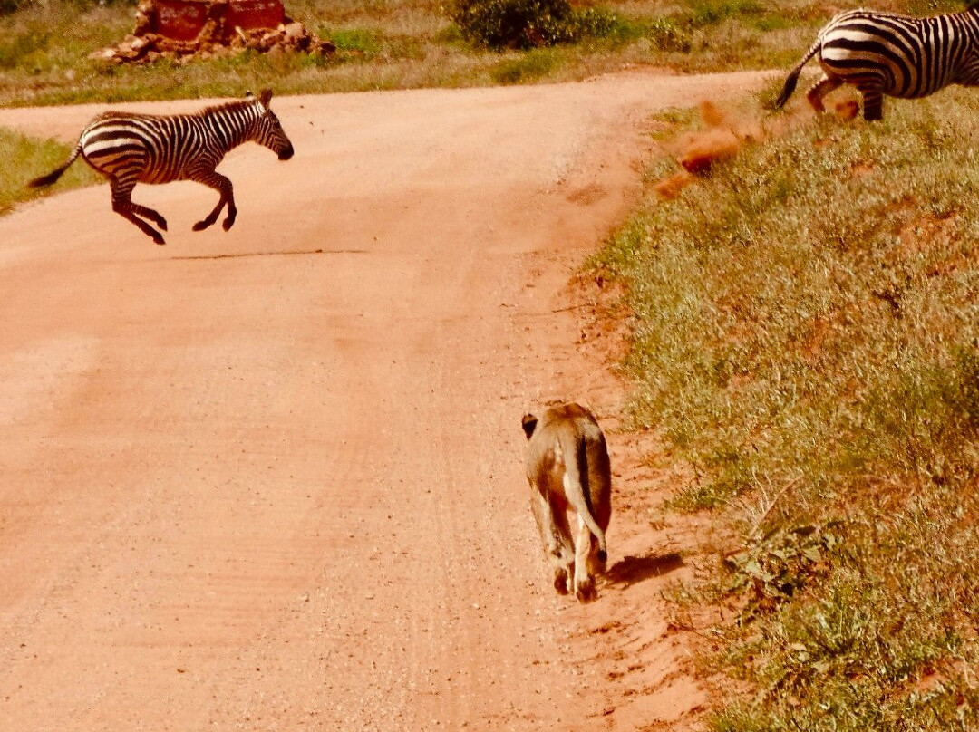Scopri il Kenya con Nicholas-瓦塔木必去景点