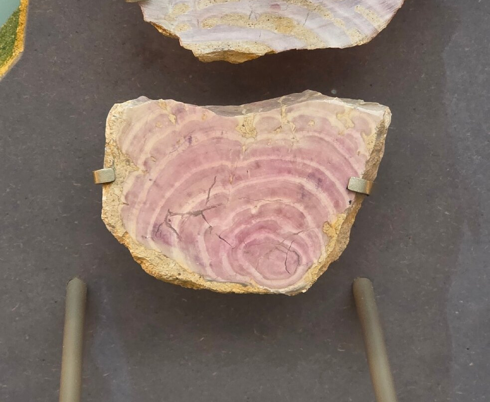 牛津大学自然历史博物馆-牛津必去景点